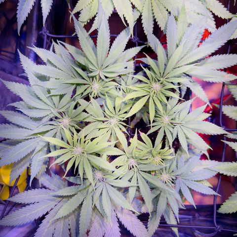 Tropicanna Poison®1 Fast Version growlog timeline photo