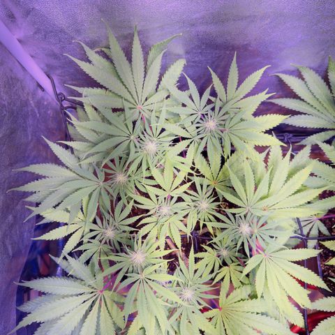 Tropicanna Poison®1 Fast Version growlog timeline photo