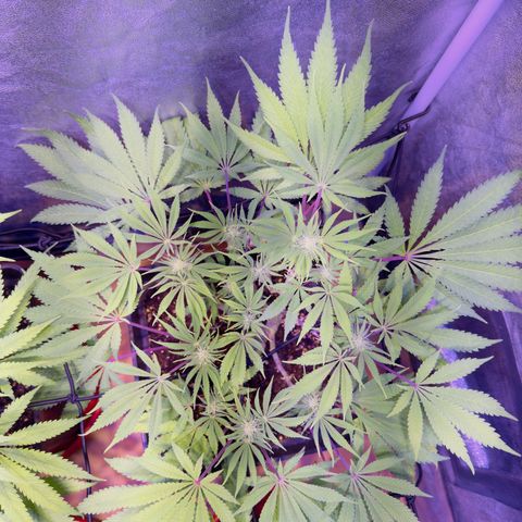 Tropicanna Poison®1 Fast Version growlog timeline photo