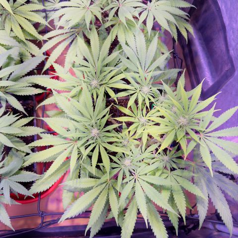 Tropicanna Poison®1 Fast Version growlog timeline photo