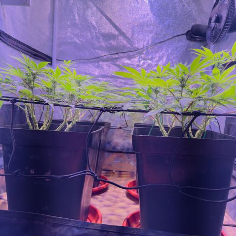 Tropicanna Poison®1 Fast Version growlog timeline photo