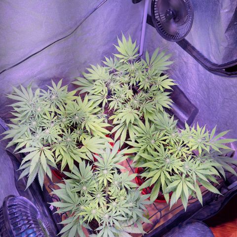 Tropicanna Poison®1 Fast Version growlog timeline photo