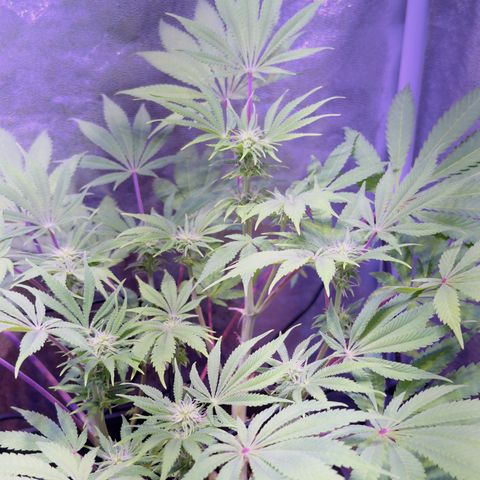 Tropicanna Poison®1 Fast Version growlog timeline photo