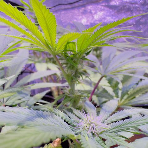 Tropicanna Poison®1 Fast Version growlog timeline photo