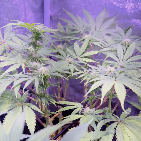 Tropicanna Poison®1 Fast Version growlog timeline photo