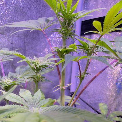 Tropicanna Poison®1 Fast Version growlog timeline photo