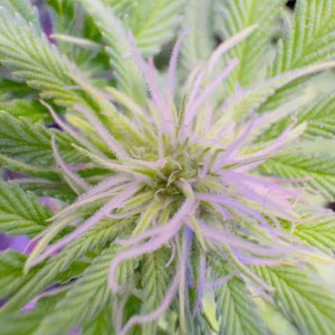 Tropicanna Poison®1 Fast Version growlog timeline photo