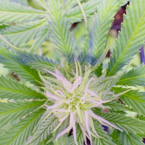 Tropicanna Poison®1 Fast Version growlog timeline photo