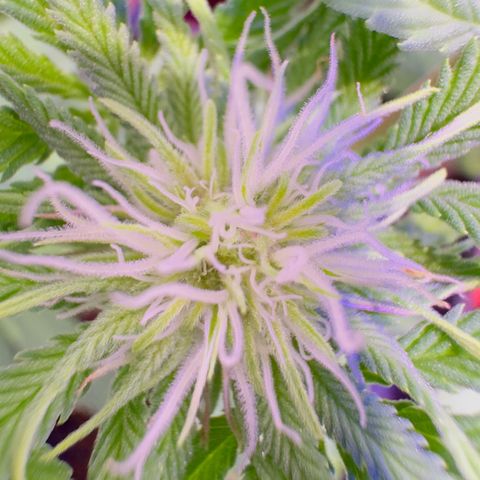 Tropicanna Poison®1 Fast Version growlog timeline photo