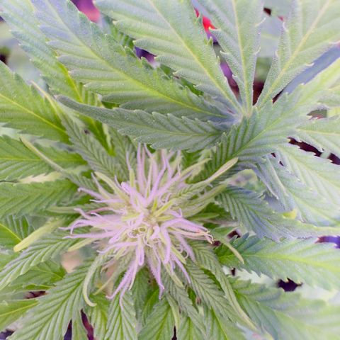 Tropicanna Poison®1 Fast Version growlog timeline photo