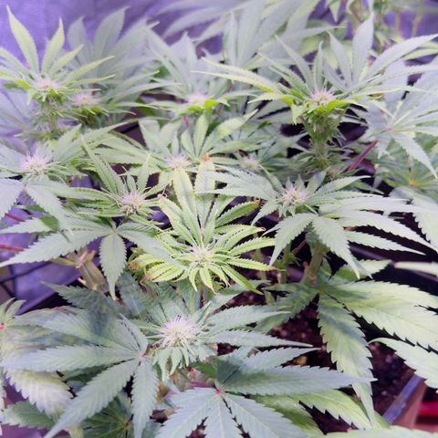 Tropicanna Poison®1 Fast Version growlog timeline photo