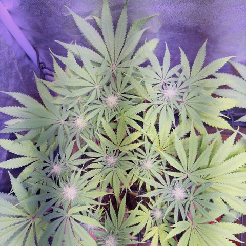 Tropicanna Poison®1 Fast Version growlog timeline photo