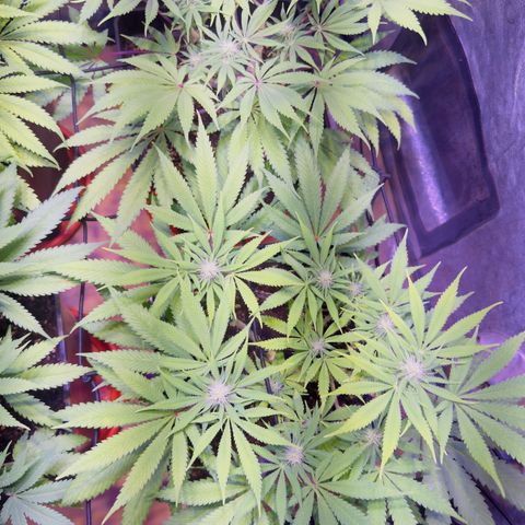 Tropicanna Poison®1 Fast Version growlog timeline photo