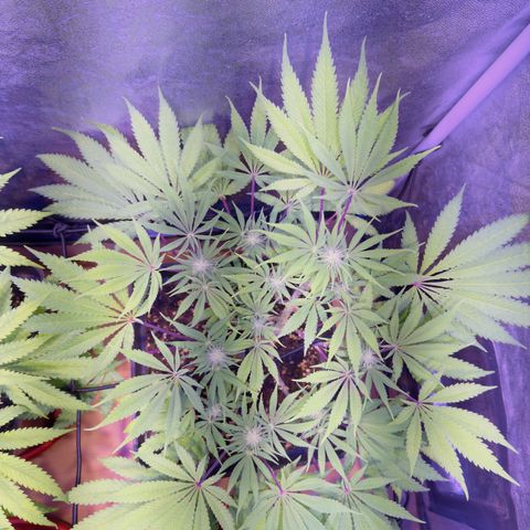 Tropicanna Poison®1 Fast Version growlog timeline photo