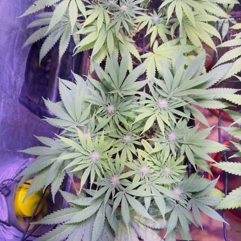 Tropicanna Poison®1 Fast Version growlog timeline photo