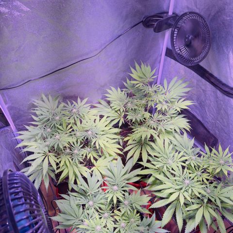 Tropicanna Poison®1 Fast Version growlog timeline photo