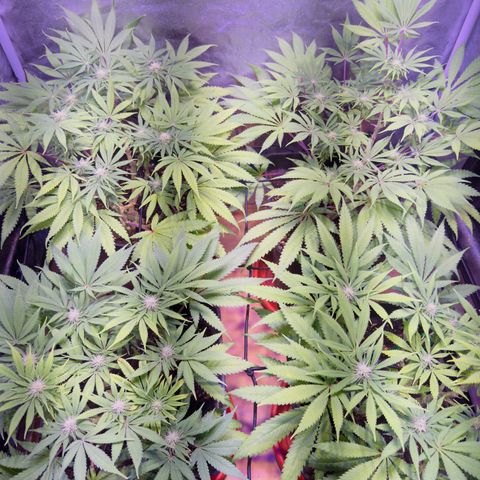 Tropicanna Poison®1 Fast Version growlog timeline photo