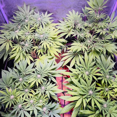 Tropicanna Poison®1 Fast Version growlog timeline photo