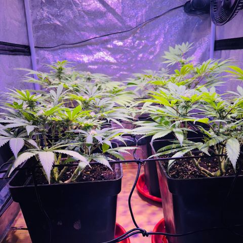Tropicanna Poison®1 Fast Version growlog timeline photo