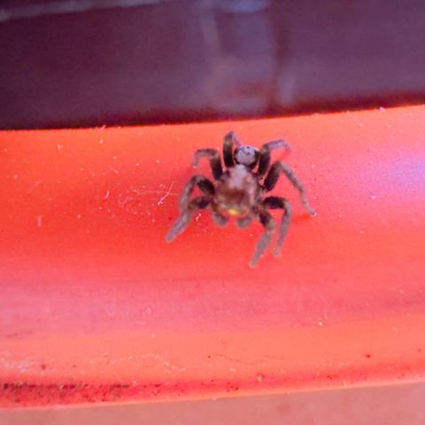 Tropicanna Poison®1 Fast Version growlog timeline photo