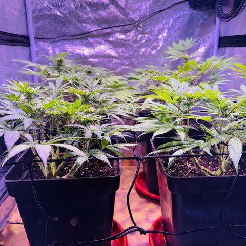 Tropicanna Poison®1 Fast Version growlog timeline photo