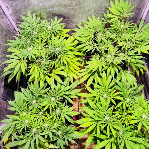 Tropicanna Poison®1 Fast Version growlog timeline photo