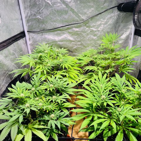 Tropicanna Poison®1 Fast Version growlog timeline photo