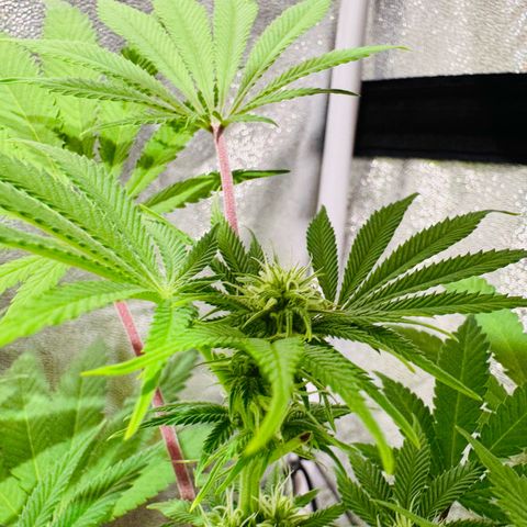 Tropicanna Poison®1 Fast Version growlog timeline photo