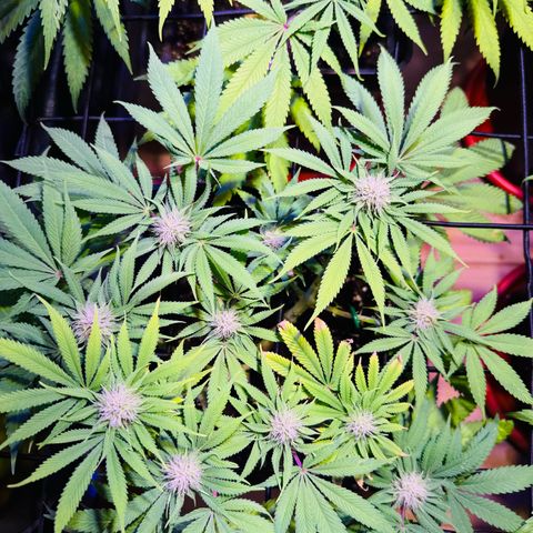 Tropicanna Poison®1 Fast Version growlog timeline photo