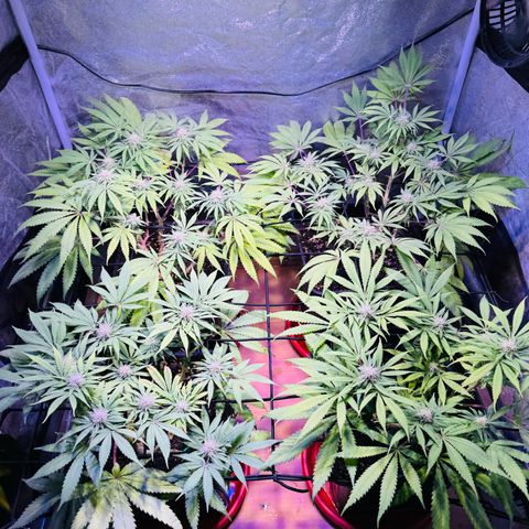 Tropicanna Poison®1 Fast Version growlog timeline photo