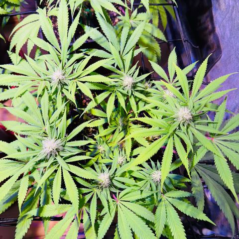 Tropicanna Poison®1 Fast Version growlog timeline photo