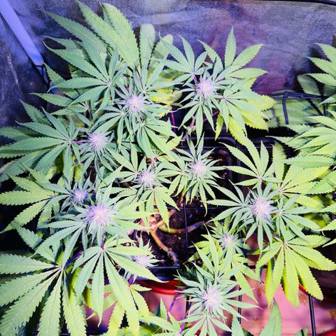 Tropicanna Poison®1 Fast Version growlog timeline photo