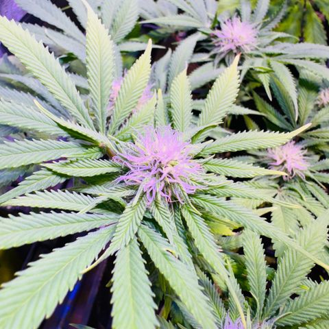 Tropicanna Poison®1 Fast Version growlog timeline photo