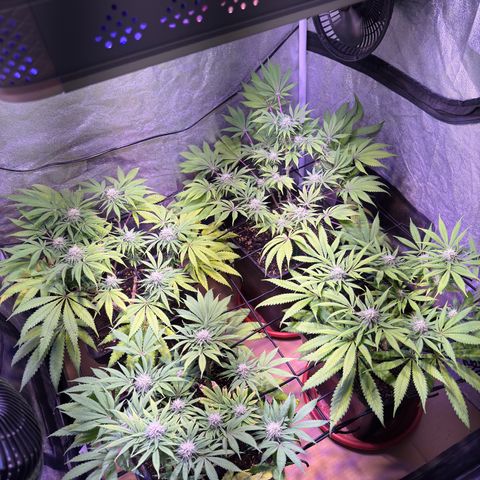 Tropicanna Poison®1 Fast Version growlog timeline photo