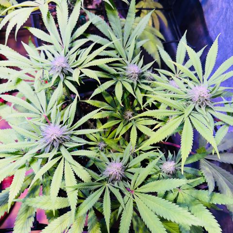 Tropicanna Poison®1 Fast Version growlog timeline photo