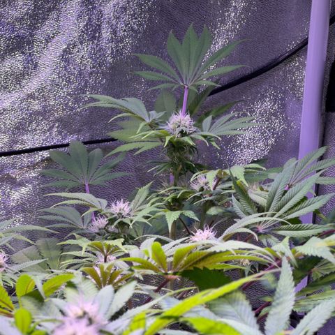 Tropicanna Poison®1 Fast Version growlog timeline photo