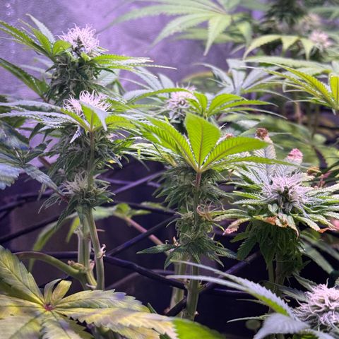 Tropicanna Poison®1 Fast Version growlog timeline photo