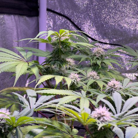 Tropicanna Poison®1 Fast Version growlog timeline photo