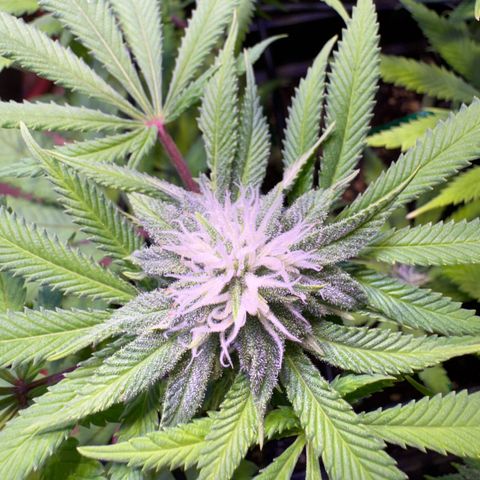 Tropicanna Poison®1 Fast Version growlog timeline photo