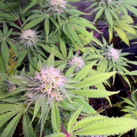 Tropicanna Poison®1 Fast Version growlog timeline photo