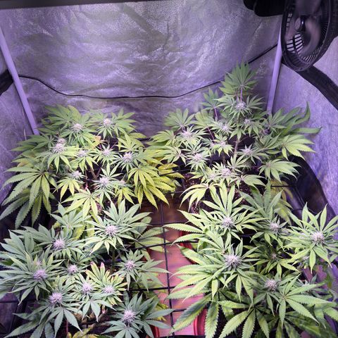 Tropicanna Poison®1 Fast Version growlog timeline photo