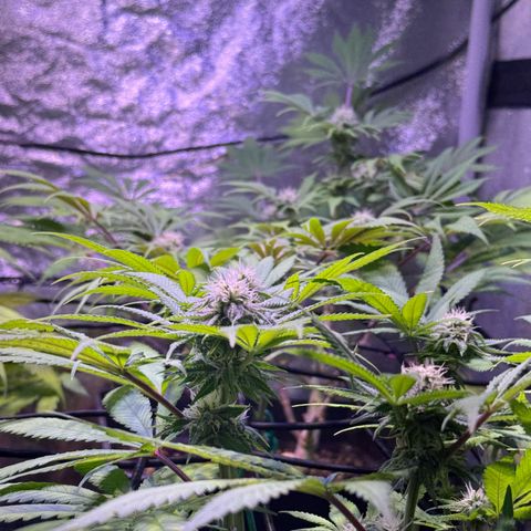 Tropicanna Poison®1 Fast Version growlog timeline photo