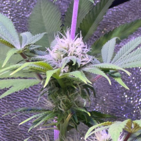 Tropicanna Poison®1 Fast Version growlog timeline photo