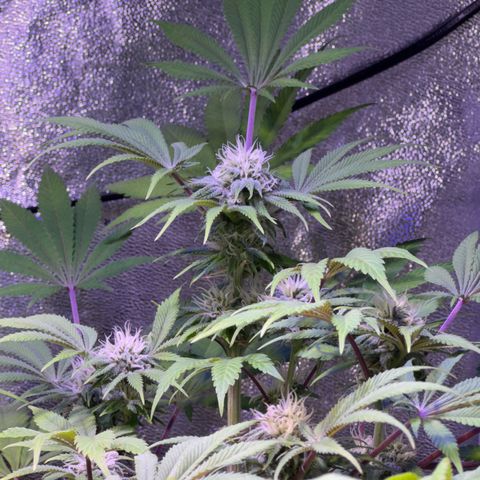 Tropicanna Poison®1 Fast Version growlog timeline photo