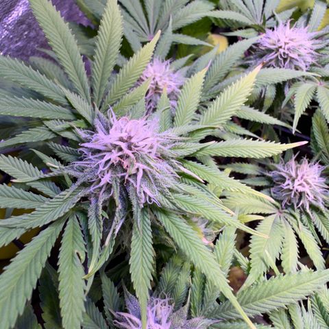 Tropicanna Poison®1 Fast Version growlog timeline photo