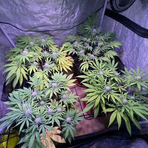 Tropicanna Poison®1 Fast Version growlog timeline photo