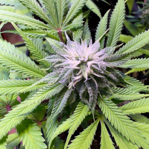 Tropicanna Poison®1 Fast Version growlog timeline photo