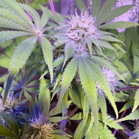 Tropicanna Poison®1 Fast Version growlog timeline photo