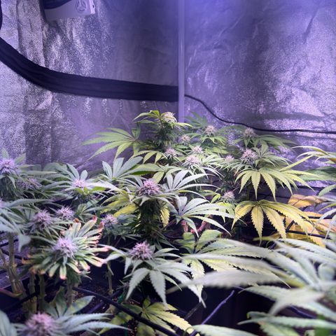 Tropicanna Poison®1 Fast Version growlog timeline photo