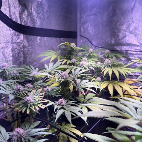 Tropicanna Poison®1 Fast Version growlog timeline photo